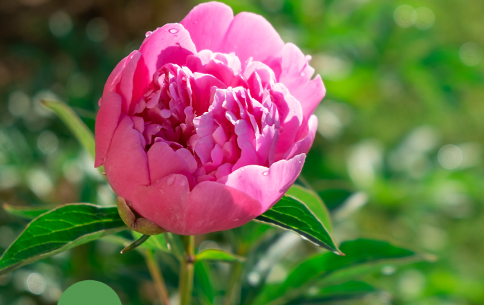Themarflor Erde für Pfingstrosen