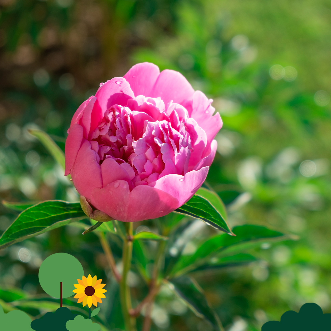 Themarflor Erde für Pfingstrosen