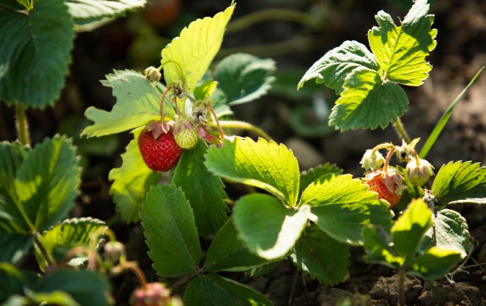 Komposterde Themarflor für Erdbeerpflanzen in Südthüringen